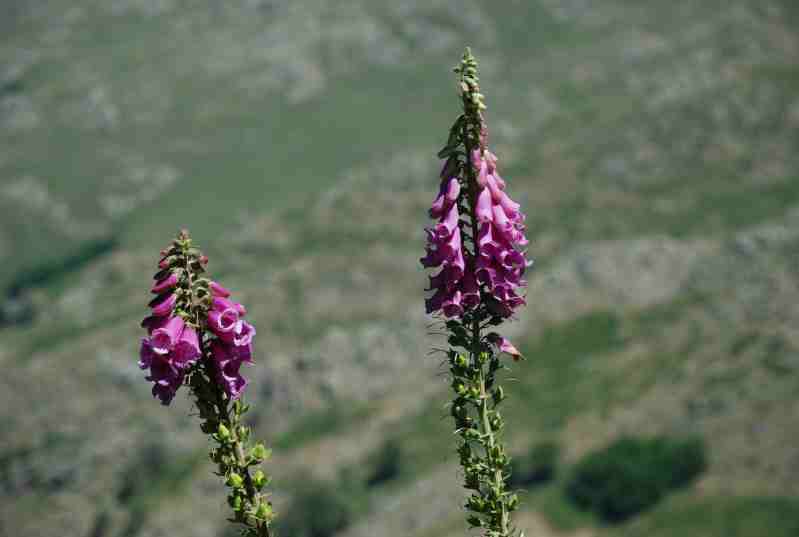 Digitalis purpurea / Digitale rossa